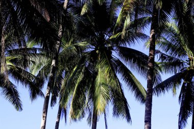 Hindistan cevizi ağaçları ile hindistancevizi mavi gökyüzü görüntü