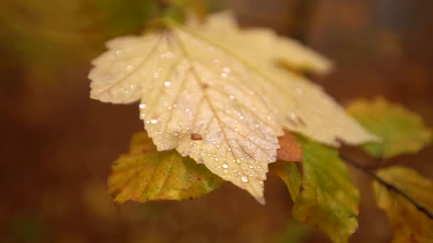 Close up leaf with droplets on, dolly out blur background — Stock Video