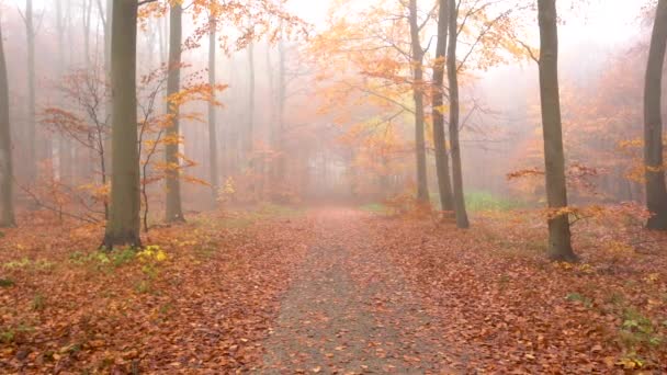 Brouillard dans la forêt avec des feuilles tombées, automne. dolly dans sur le chemin ralenti . — Video