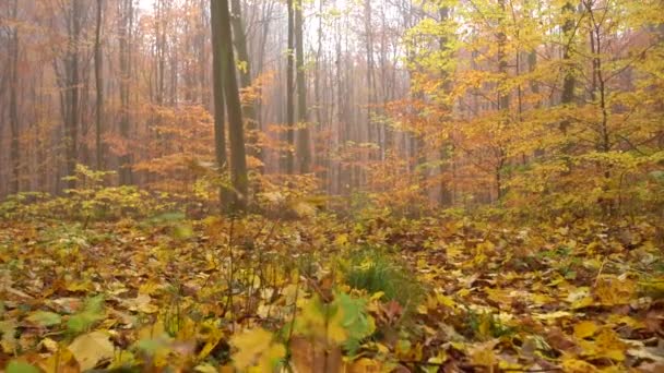 Mist in lage hoek van de bos en dicht bij die de grond, dolly, over gele blaadjes, herfst — Stockvideo