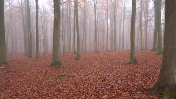 Fog in forest with many leafs and trees. dolly shot in slowmotiona — Stock Video