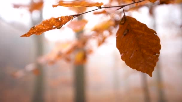 Leaf han in tree and dangles slowmotion closeup static shot — Stock Video