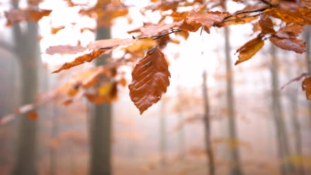 Foglia han in albero e penzola rallentamento primo piano colpo statico — Video Stock