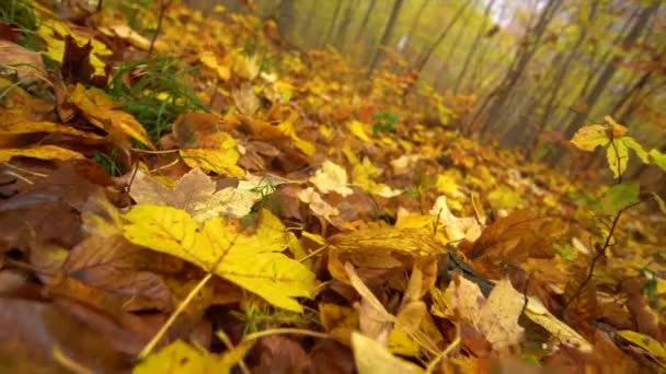 Hoja en el suelo amarillo y marrón otoño en el bosque, niebla. dolly disparo e inclinación — Vídeo de stock