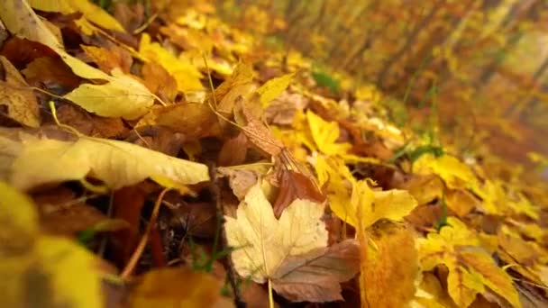 feuille sur sol jaune et brunâtre automne dans la forêt, brouillard. poupée tirée et inclinée 