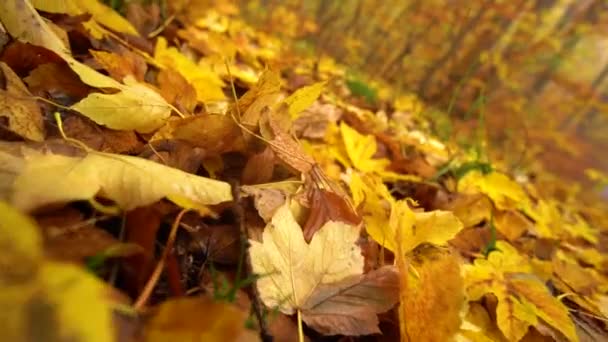 Hoja en el suelo amarillo y marrón otoño en el bosque, niebla. dolly disparo e inclinación — Vídeos de Stock