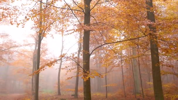 Outono. órbita em torno da árvore. com muitas folhas acastanhadas. lentidão — Vídeo de Stock