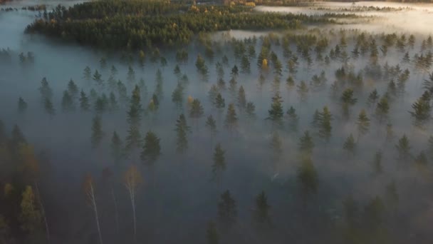 Antenn - hösten dimmiga morgning i Sverige skog. soluppgång slår träden. stor sjö i mitten. flygande över dimman. 4k — Stockvideo