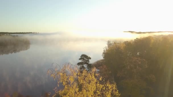 Воздушный - туманное моргание в шведском лесу. Восход солнца ударяет по деревьям. Большое озеро посередине. большое желтое дерево впереди. 4k — стоковое видео