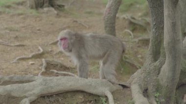 Maymun Japonya 'da ormanda duruyor ve etrafa bakıyor, yavaş çekimde.