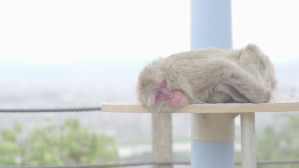 Scimmia a riposo sulla piattaforma in un parco scimmie, tokyo rallentamento — Video Stock