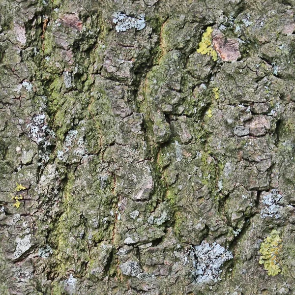 Fotorealistiska Seemless Anställer Textur Trädet Bark — Stockfoto