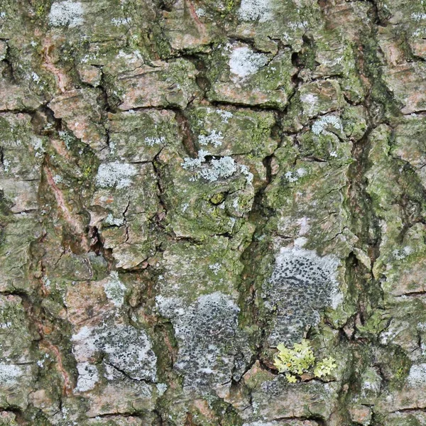 Photorealistic Seemless Hires Texture Tree Bark — Stock Photo, Image
