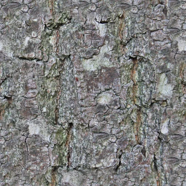 Φωτορεαλιστική Seemless Προσλαμβάνει Υφή Του Φλοιού Του Δέντρου — Φωτογραφία Αρχείου