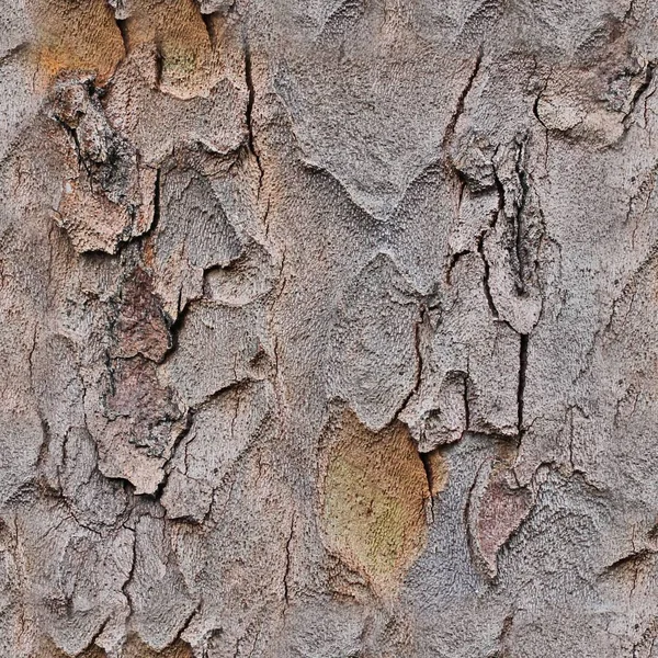 Fotorrealista Parece Contratar Textura Corteza Árbol —  Fotos de Stock