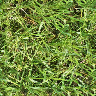 Fotogerçekçi seemless yeşil çim dokusu işe alır.