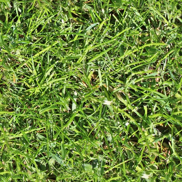 Photorealistic seemless hires texture of green grass