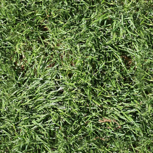 Photorealistic seemless hires texture of green grass