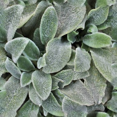 Fotogerçekçi seemless doğal bir ortamda bitkilerin doku işe alır.