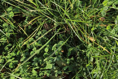 Yaz aylarında yeşil çim yüzey kapatmak