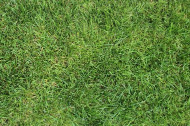 Yaz aylarında yeşil çim yüzey kapatmak