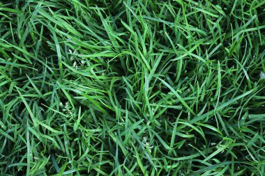 Yaz aylarında yeşil çim yüzey kapatmak