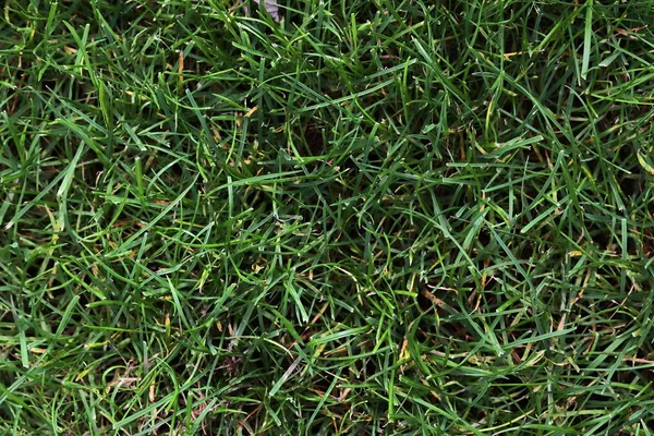 Bliska Powierzchni Zielonej Trawy Latem — Zdjęcie stockowe
