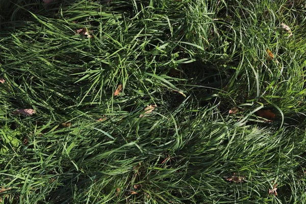 Крупним Планом Поверхня Зеленої Трави Влітку — стокове фото