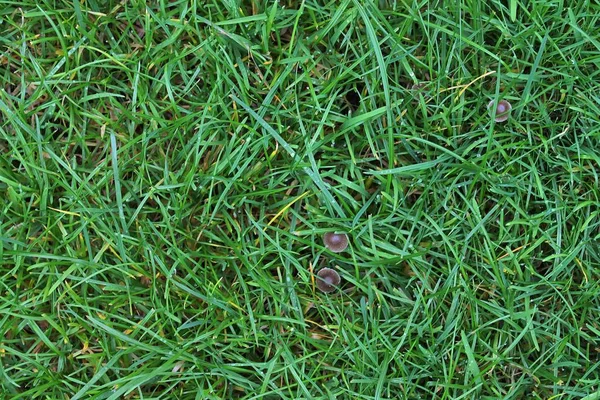 Close Surface Green Grass Summer — Stock Photo, Image