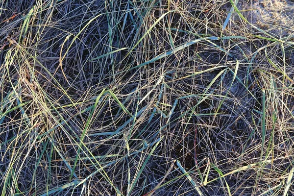 Nahaufnahme Oberfläche Von Grünem Gras Sommer — Stockfoto