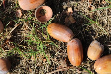 Orman yere yüksek çözünürlüklü yüzey kapatmak