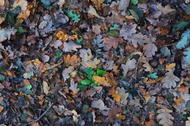 Sonbahar yaprakları yere yüksek çözünürlüklü yüzey yukarıya kapatmak