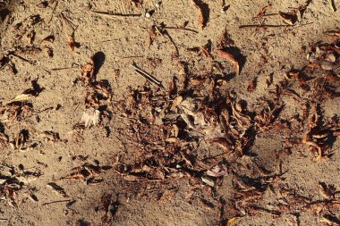 Sonbahar yaprakları yere yüksek çözünürlüklü yüzey yukarıya kapatmak