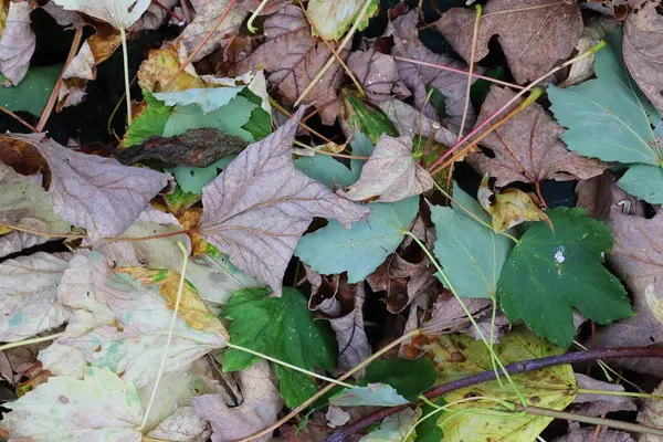 Close High Resolution Surface Autumn Leaves Ground — Stock Photo, Image