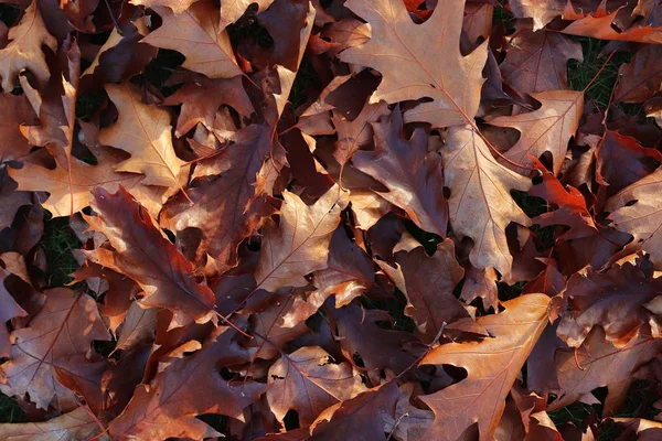 Закрыть Поверхность Осенних Листьев Высоким Разрешением Земле — стоковое фото