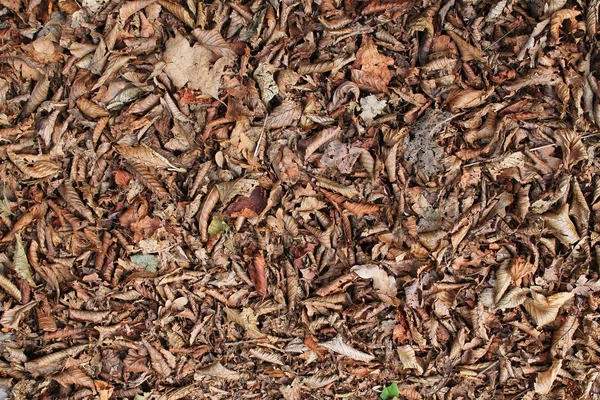 Nahaufnahme Hochauflösender Oberfläche Von Herbstblättern Auf Dem Boden — Stockfoto