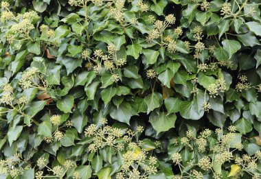 Bitki ve yaprakları yüksek çözünürlüklü yüzey kapatmak