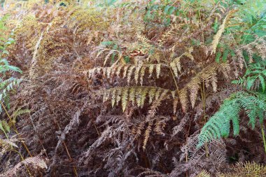 Bitki ve yaprakları yüksek çözünürlüklü yüzey kapatmak