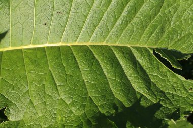 Bitki ve yaprakları yüksek çözünürlüklü yüzey kapatmak