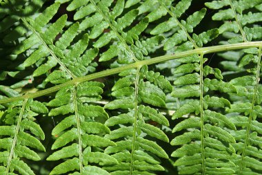 Bitki ve yaprakları yüksek çözünürlüklü yüzey kapatmak
