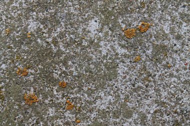 Yüksek çözünürlükte yıpranmış beton duvar yüzeyine kadar kapatın