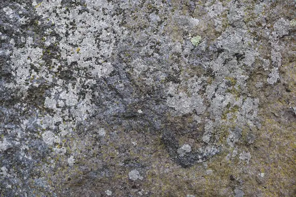 Yüksek Çözünürlükte Yıpranmış Beton Duvar Yüzeyine Kadar Kapatın — Stok fotoğraf