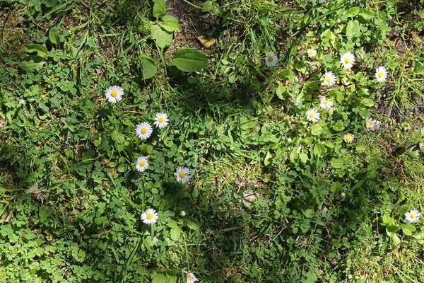 Zbliżenie Zielony Pole Kwiatów Traw Lecie — Zdjęcie stockowe