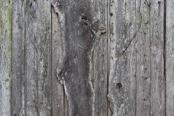 高分辨率风化墙体和树木的木质封闭表面 — 图库照片