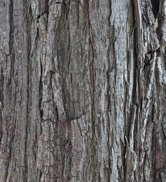 Деревянная Обшивка Стен Деревьев Высоким Разрешением — стоковое фото