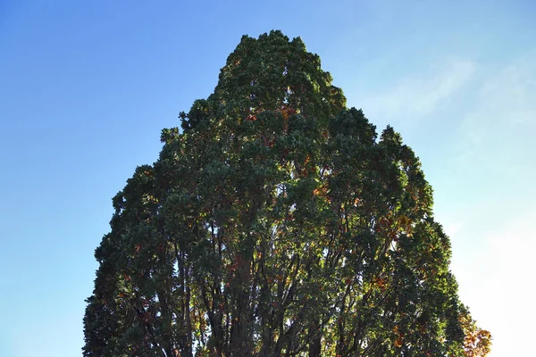 Schöne Herbstbäume Mit Bunten Blättern — Stockfoto