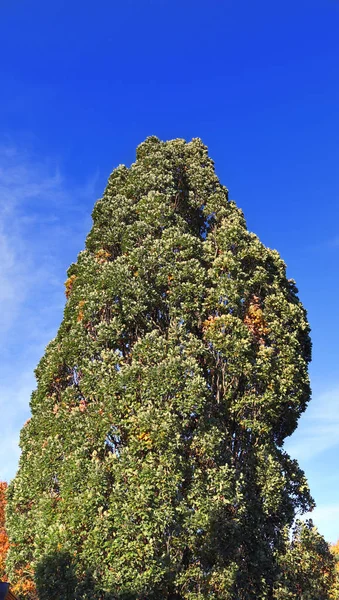 Schöne Herbstbäume Mit Bunten Blättern — Stockfoto