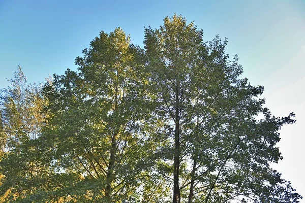 Schöne Herbstbäume Mit Bunten Blättern — Stockfoto