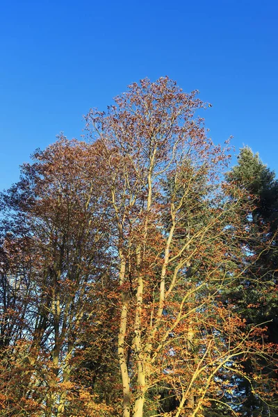 Υπέροχα Φθινοπωρινά Δέντρα Πολύχρωμα Φύλλα — Φωτογραφία Αρχείου
