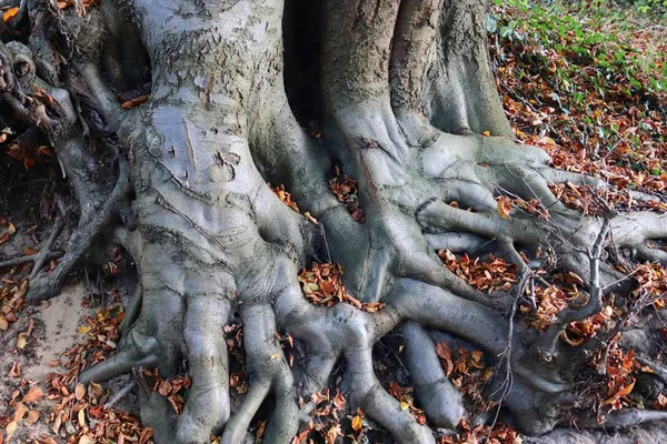 Mooie Herfst Bomen Met Kleurrijke Bladeren — Stockfoto